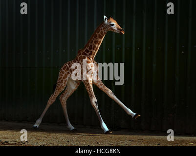 Eine Woche alt namenlosen männlichen Giraffen-Kalb in seinem Gehege im Port Lympne Wild Animal Park in der Nähe von Ashford in Kent. Stockfoto