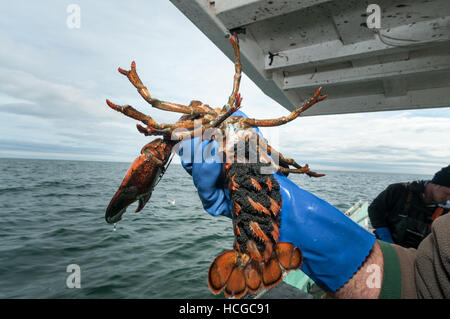 Hummerfischer hält weibliche Hummer mit Eiern auf der Unterseite der Rute, Yarmouth, Casco Bay Stockfoto