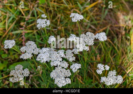 Schafgarbe Blumen oder Achillea Millefolium auf Wiese, Plana Berg, Bulgarien Stockfoto