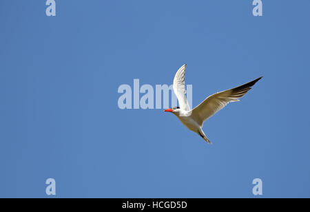 Kaspische Seeschwalbe im Flug, unter blauem Himmel Stockfoto