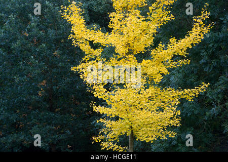 Ginkgo biloba 'Tremonia'. Maindenhair Baum im Herbst Stockfoto
