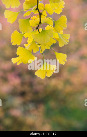 Ginkgo biloba 'Tremonia'. Maindenhair Baum im Herbst Stockfoto