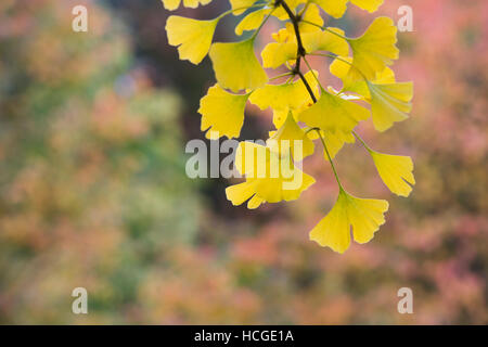 Ginkgo biloba 'Tremonia'. Maindenhair Baum im Herbst Stockfoto