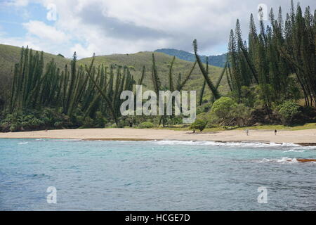 Küstenlandschaft, Turtle Bay Beach mit seinen Kiefern, Araucaria Luxurians, Bourail, Grande Terre, Neukaledonien, Südpazifik Stockfoto