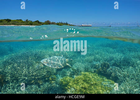Über und unter dem Meer, eine Schildkröte unter Wasser auf einem Korallenriff und Insel mit Resort über Oberfläche, Noumea, Neukaledonien, Pazifik Stockfoto