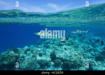 Unterwasser Schwarzspitzen-Riffhaie mit Skalpellen am Barrier Reef und Himmel geteilt durch Wasserlinie, Pazifik, Französisch-Polynesien Stockfoto