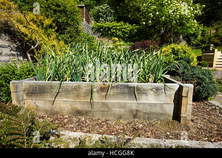 Knoblauch wächst in einem Hochbeet in einem Garten in Wales, UK Stockfoto