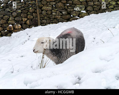 Lakeland Herdwick Schafe im Schnee, Lake District, Cumbria, England, UK. Stockfoto