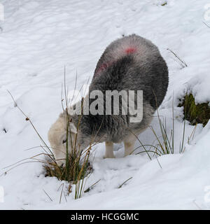 Lakeland Herdwick Schafe auf Nahrungssuche im Schnee, Lake District, Cumbria, England, UK. Stockfoto