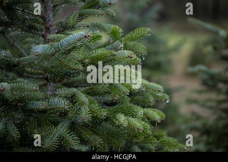 Nahaufnahme eines Weihnachtsbaumes wachsen draußen im Regen Stockfoto