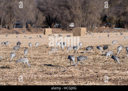 Größere Sandhill Kran (Grus Canadensis Tabida), Los Poblanos Open Space, Albuquerque, New Mexico, USA. Stockfoto