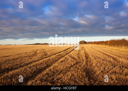 Muster und Texturen von lila Wolken über golden Stoppelfeldern in die malerische Landschaft der Yorkshire Wolds. Stockfoto