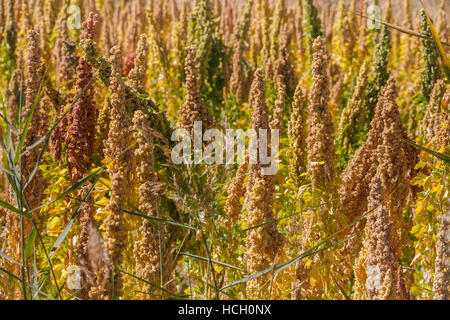 Bereich der Quinoa Pflanzen wachsen im Qaidam-Becken, Provinz Qinghai, China Stockfoto