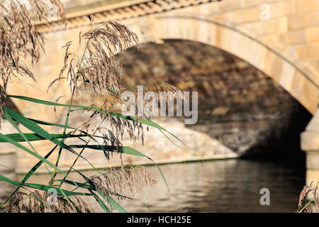 Trockene Blätter mit Serpentine Bridge im Hintergrund im Hyde Park, London Stockfoto