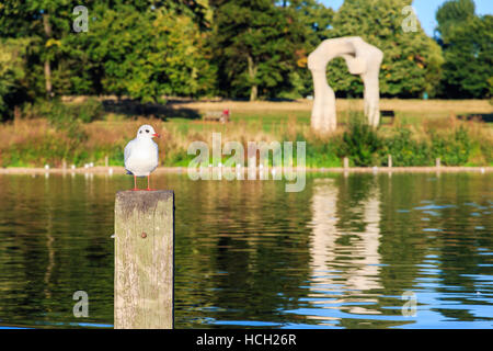 Möwe hocken auf einem hölzernen Pfosten im Hyde Park, London Stockfoto