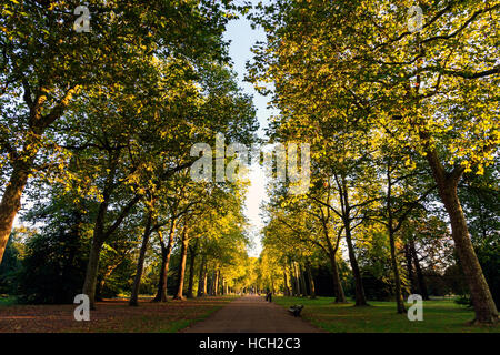 Von Bäumen gesäumten Straße im Hyde Park in London Stockfoto