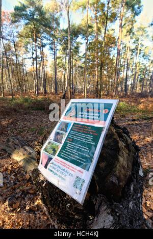 Warnzeichen für Eiche Pinienprozessionsspinner Motten und Raupen im Wald UK Stockfoto