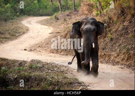 Einsame indischer Elefant im Corbett National Park, Uttarakhand, Indien Stockfoto