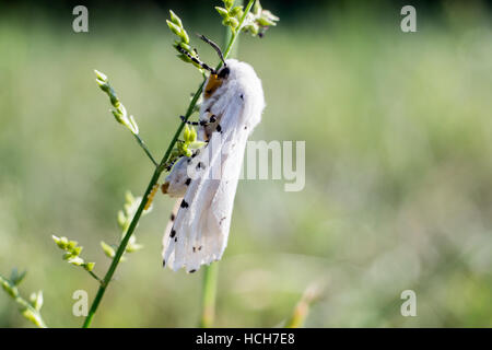 Virginia Tiger Moth mit weißen Flügeln und schwarzen Flecken auf grünem Stiel mit Eiern Stockfoto