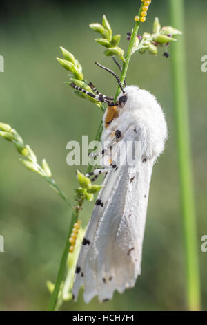 Virginia Tiger Moth mit weißen Flügeln und schwarzen Flecken auf grünem Stiel mit Eiern Stockfoto