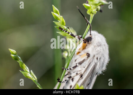 Nahaufnahme von einem Virginia Tiger Moth mit weißen Flügeln und schwarzen Flecken auf grünem Stiel Stockfoto