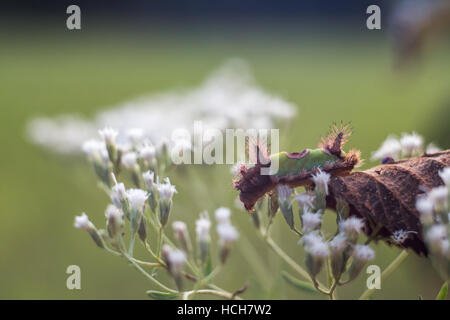 Saddleback Caterpillar mit grünen und braunen Rücken kriecht auf weißen Blüten und eine braune Blatt nach unten Stockfoto