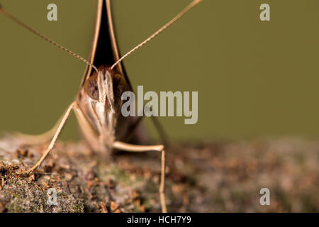 Gesicht in Nahaufnahme eines gemeinsamen Buckeye Schmetterlings zeigen Augen und Antennen mit Flügeln vollständig geschlossen Stockfoto