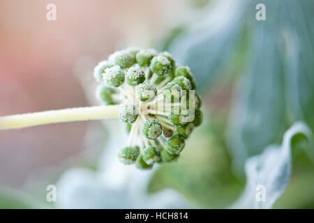 Zarte Frost bedecken des Kopfes der Samen der Fatsia Japonica Strauch Stockfoto