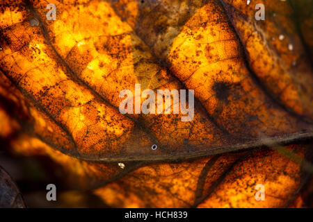 Makro einer hinterleuchteten Orange und braun Herbst Blatt zeigt Struktur und engen Muster Vene Stockfoto