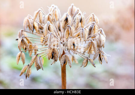 Leichten Frost auf Agapanthus-Samen-Kopf Stockfoto