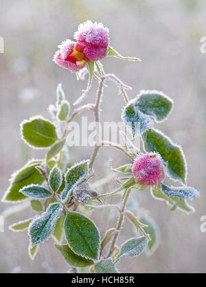 Matt rosa Rose Blumen und Blütenblätter Stockfoto