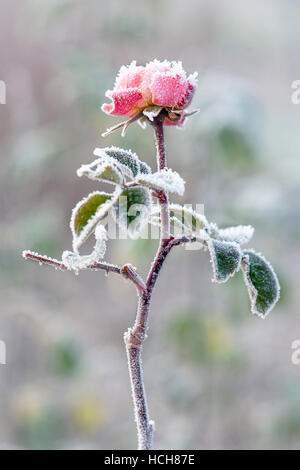 Eine rosa Rose Blume bedeckt in frost Stockfoto