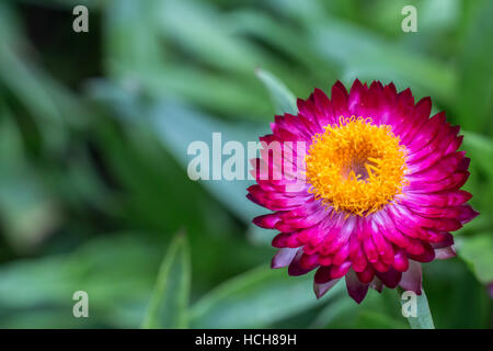 Lila Strawflower mit gelben und grünen Blättern im Hintergrund Stockfoto