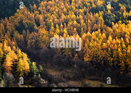 Der Kontrast zwischen Lärchen und Kiefern in Herbstsaison Stockfoto