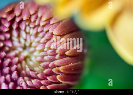 Sehr hoher Vergrößerung der orange, lila und weißen Blütenblätter eine ungeöffnete Chrysantheme Knospe mit einer gelben Blüte de-konzentrierte sich auf die Seite, mit einer gr Stockfoto