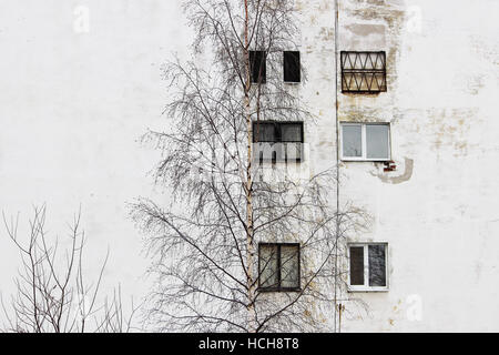 Foto-Birke und das Fenster auf dem Hintergrund der alten Häuser mit Windows verputzt Weissputz Stockfoto