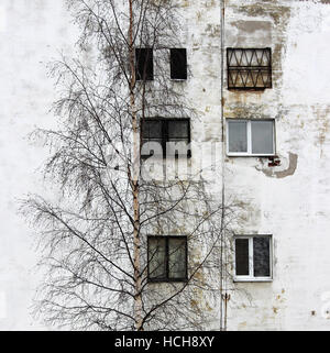 Foto-Birke und das Fenster auf dem Hintergrund der alten Häuser mit Windows verputzt Weissputz Stockfoto