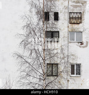 Foto-Birke und das Fenster auf dem Hintergrund der alten Häuser mit Windows verputzt Weissputz Stockfoto