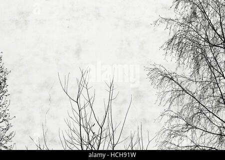 Foto-Birke und das Fenster auf dem Hintergrund der alten Häuser mit Windows verputzt Weissputz Stockfoto