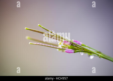 Nahaufnahme von sehr kleinen rosa Blüten unter grünen Stängel mit Wassertropfen Stockfoto