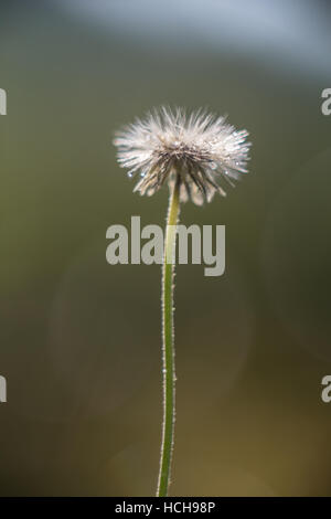 Kleine weiße Blume, die in ein Puffball mit Bokeh Highlights gesät hat Stockfoto