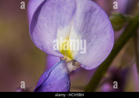 Hohe Vergrößerung Makro einer einzigen Wisteria Blume mit lila, gelb und weiß Blütenblatt Stockfoto