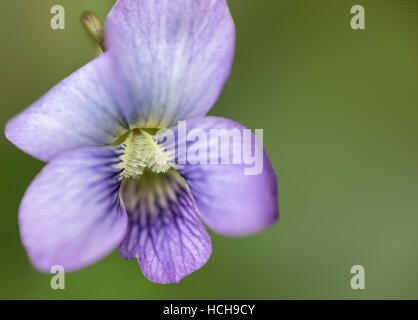 Hohe Vergrößerung Makro von einem einzigen lila violett auf grünem Hintergrund Stockfoto