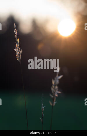 Rasen Saatgut Kopf Hintergrundbeleuchtung mit einer niedrigen untergehenden Sonne mit gelben, Orangen und Bokeh highlights Stockfoto