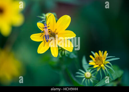 Orange und Schwarz konzentriert de-sich Pennsylvania Leatherwing Käfer auf der gelben Blütenblätter einer Blume Biden mit mehr Blumen im Hintergrund Stockfoto