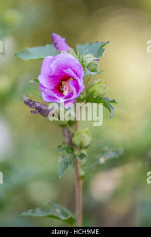 Blick in eine lila Rose von Sharon Blütenknospe, die anfängt zu blühen mit braunen Stiel und kleine Biene im Inneren Stockfoto