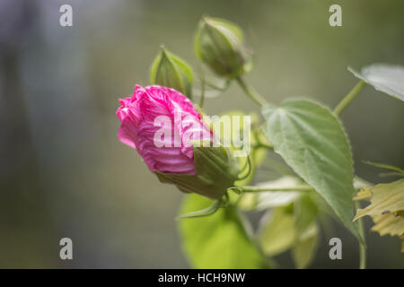 Geschlossenen Spirale der rosa Blütenblätter einer Hibiskus Blume Knospe mit anderen jungen Knospen und Blätter Stockfoto
