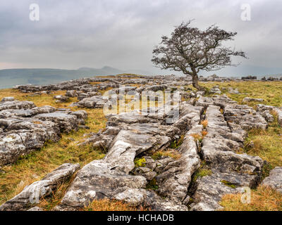 Einsamer Baum auf Kalkstein Pflaster bei Winskill Steinen in der Nähe von Stainforth Ribblesdale Yorkshire Dales England Stockfoto