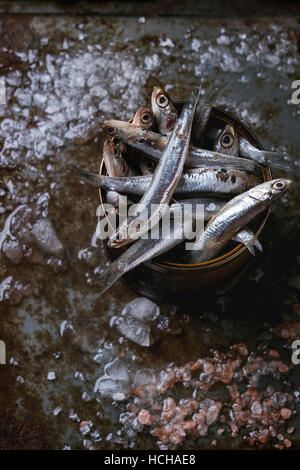 Viele Fische roh frische Sardellen in Blechdose auf zerstoßenem Eis mit rosa und Meersalz über alten dunklen Metall Hintergrund. Ansicht von oben. Meer Essen Hintergrunddesign Stockfoto