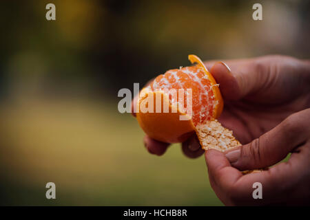 Hände, peeling Orange in einem Feld. Stockfoto